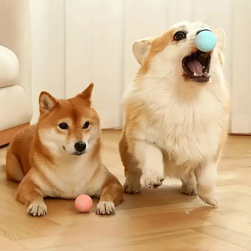 Pelota Interactiva Para Mascotas | BRINCO™
